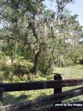 Guy Fanguy - Artist - Photographer - Guy Fanguy - Campgrounds - Louisiana -  Evangeline State Park (100).jpg Size: 137757 - 3